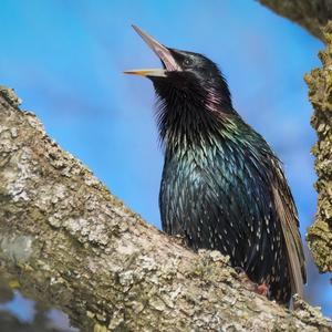 Common Starling