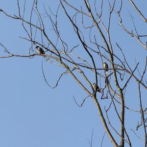 White-cheeked Starling