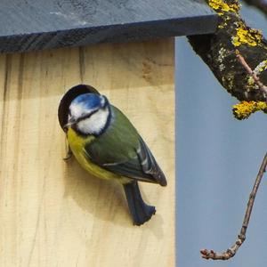 Blue Tit