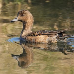 Eurasian Wigeon