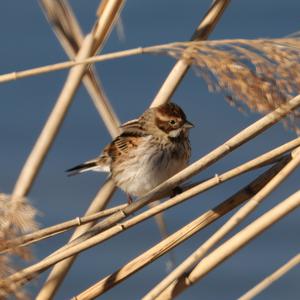 Reed Bunting