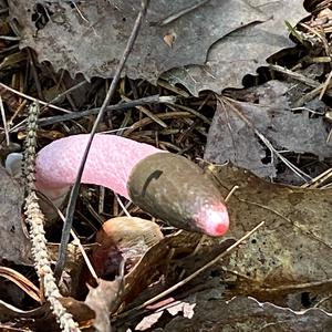 Gemeine Stinkmorchel