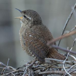 Winter Wren