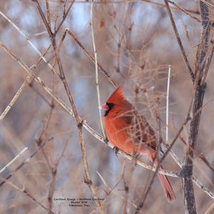 Northern Cardinal