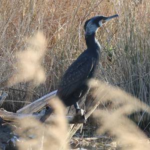 Kormoran