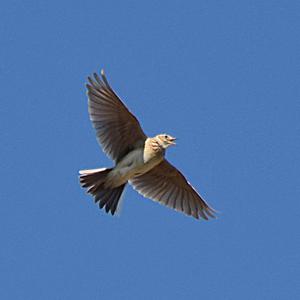 Eurasian Skylark