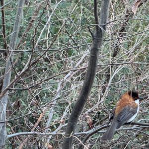 Chestnut Bulbul