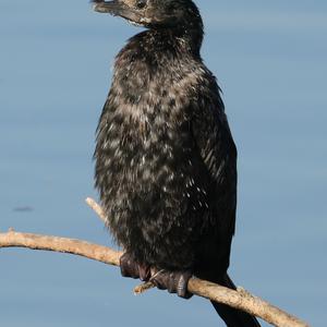 Zwergscharbe