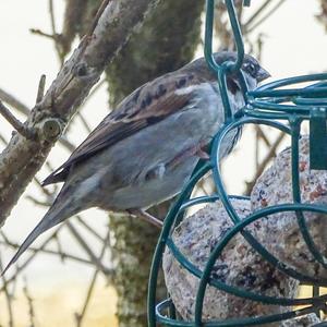 House Sparrow