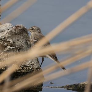 Water Pipit