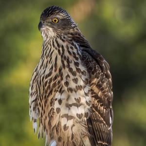 Northern Goshawk