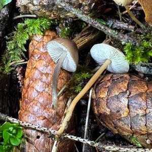 Spruce-cone Toadstool