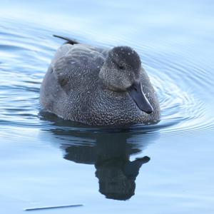 Gadwall