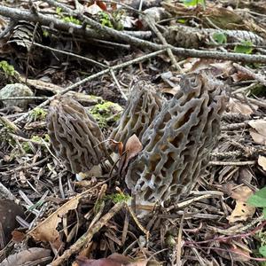 Black Morel