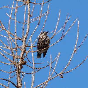 Spotted Nutcracker