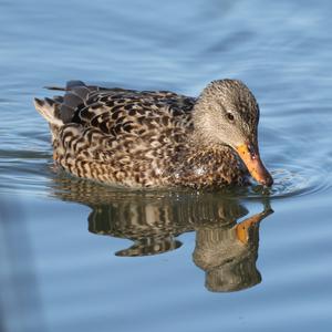 Gadwall