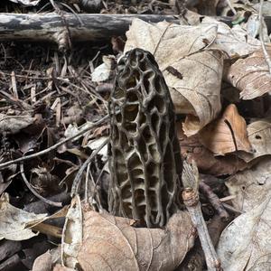 Black Morel