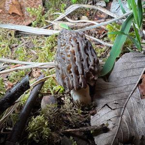 Black Morel