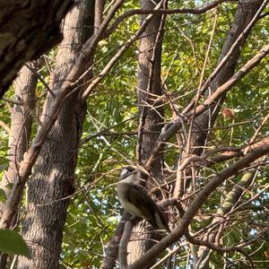 Light-vented Bulbul