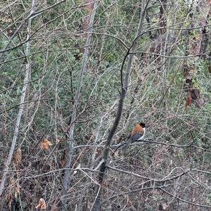 Chestnut Bulbul