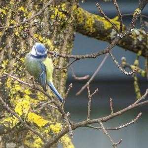 Blue Tit
