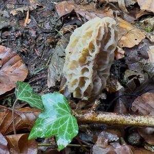 Black Morel
