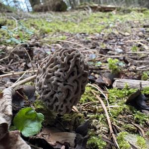 Black Morel