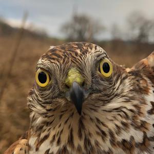 Eurasian Sparrowhawk