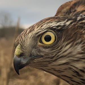 Eurasian Sparrowhawk