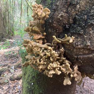 Unknown Species