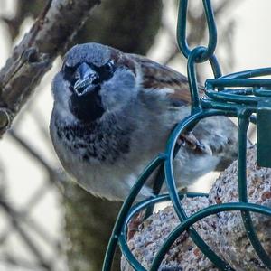 House Sparrow