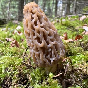 Black Morel