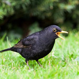Amsel