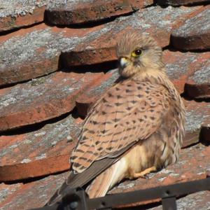 Common Kestrel