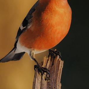 Eurasian Bullfinch