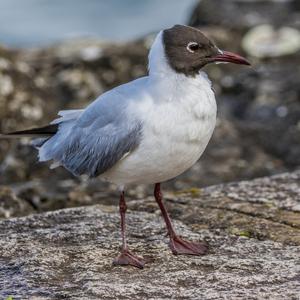 Lachmöwe