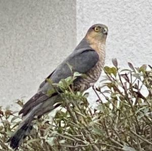Eurasian Sparrowhawk