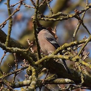 Eurasian Bullfinch