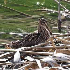 Common Snipe