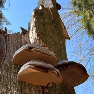 Zunderschwamm