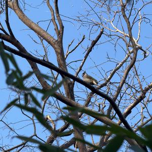 Light-vented Bulbul