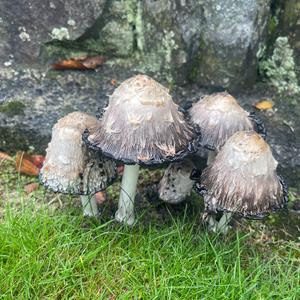 Shaggy Mane