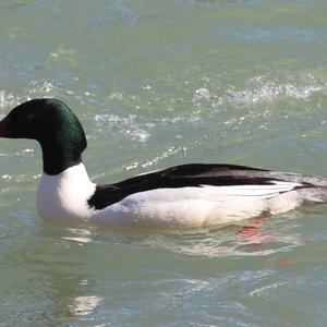 Common Merganser