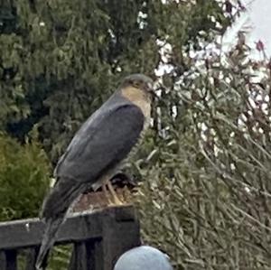 Eurasian Sparrowhawk