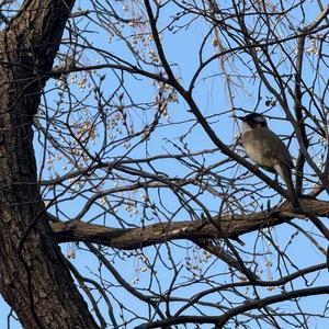 Light-vented Bulbul