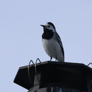 White Wagtail