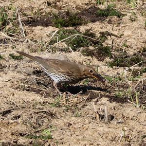Song Thrush