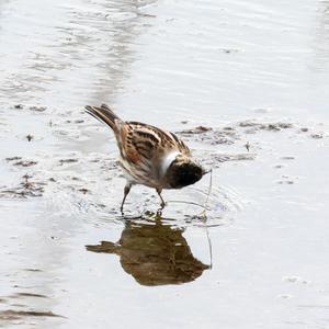 Reed Bunting