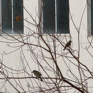 Light-vented Bulbul