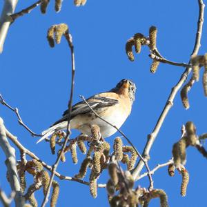 Brambling